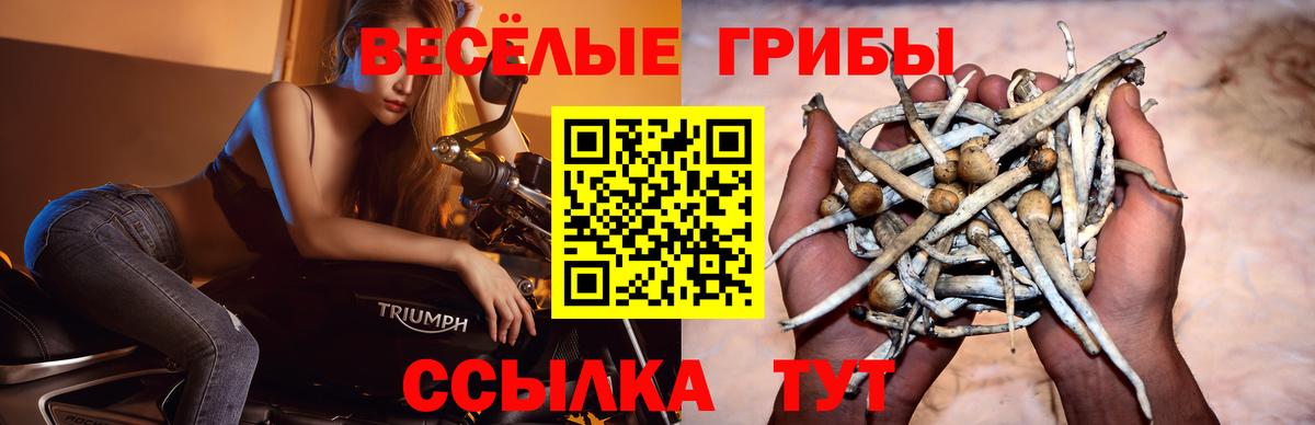 Псилоцибиновые грибы Cubensis  Вход с VPN  Псилоцибиновые грибы мицелий  Тында 